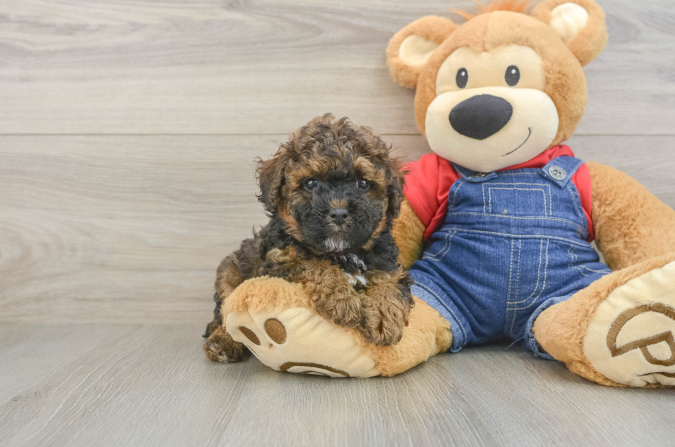 7 week old Poodle Puppy For Sale - Simply Southern Pups