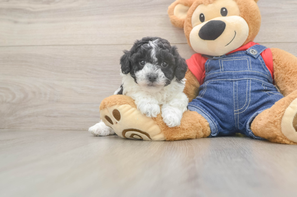 5 week old Poodle Puppy For Sale - Simply Southern Pups