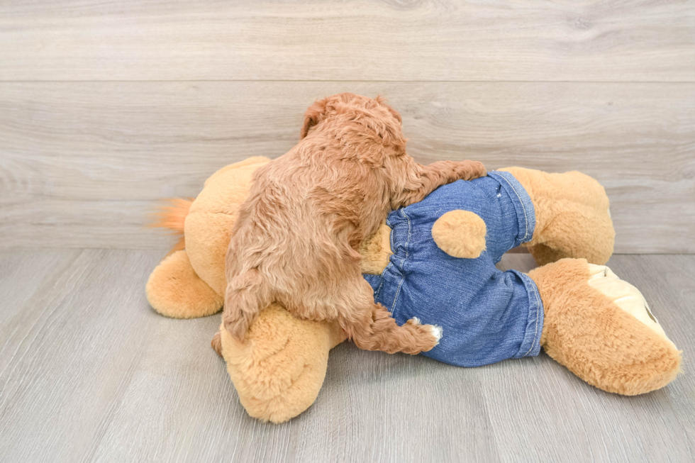 Akc Registered Poodle Baby