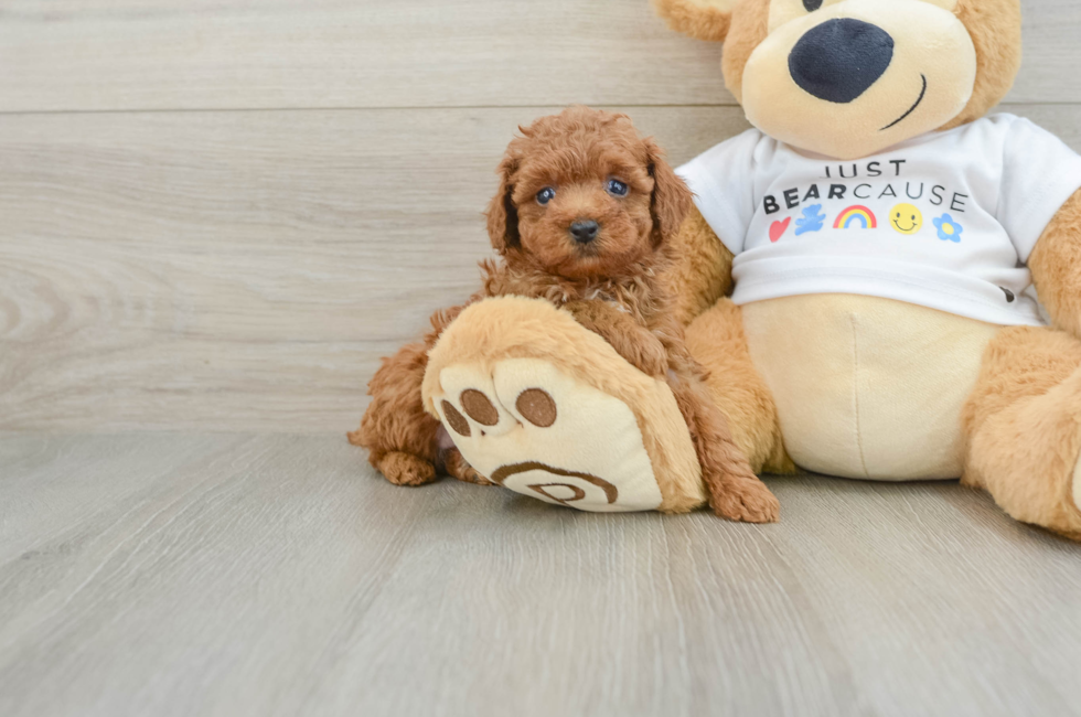 6 week old Poodle Puppy For Sale - Simply Southern Pups