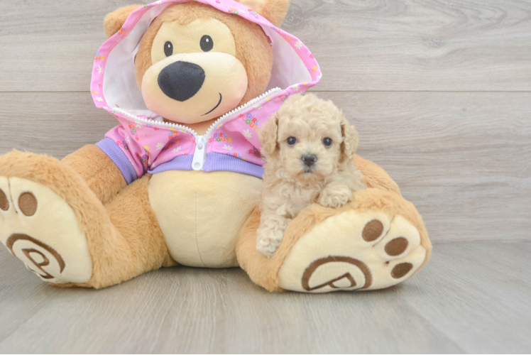 Hypoallergenic Poodle Baby