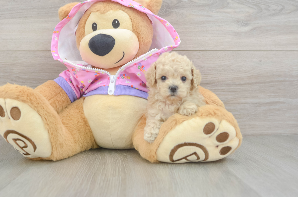 6 week old Poodle Puppy For Sale - Simply Southern Pups