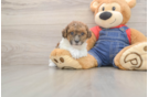 Poodle Pup Being Cute