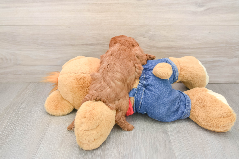 Poodle Pup Being Cute