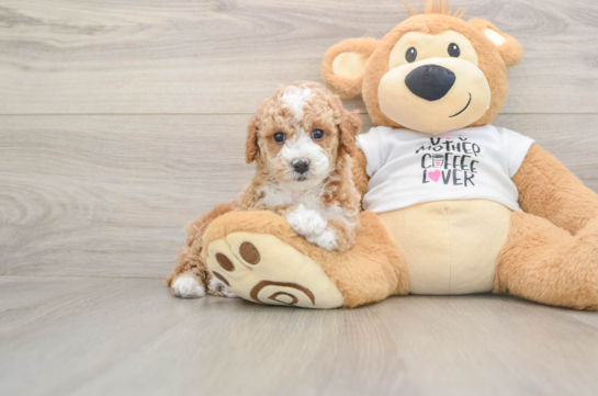 Cute Pudel Purebred Puppy
