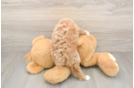 Petite Pudel Purebred Puppy