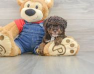 8 week old Poodle Puppy For Sale - Simply Southern Pups