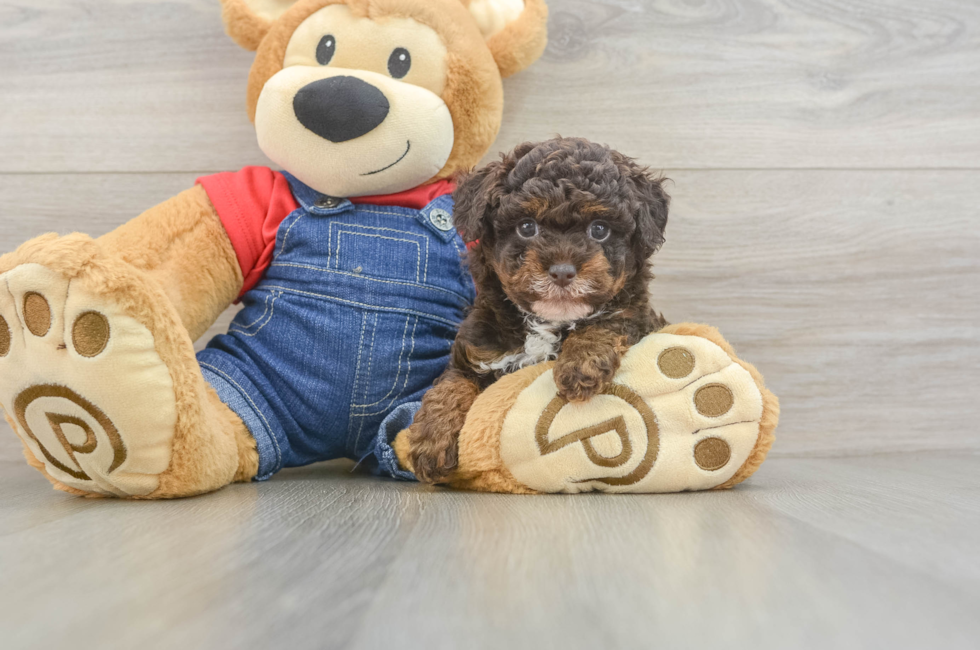 7 week old Poodle Puppy For Sale - Simply Southern Pups