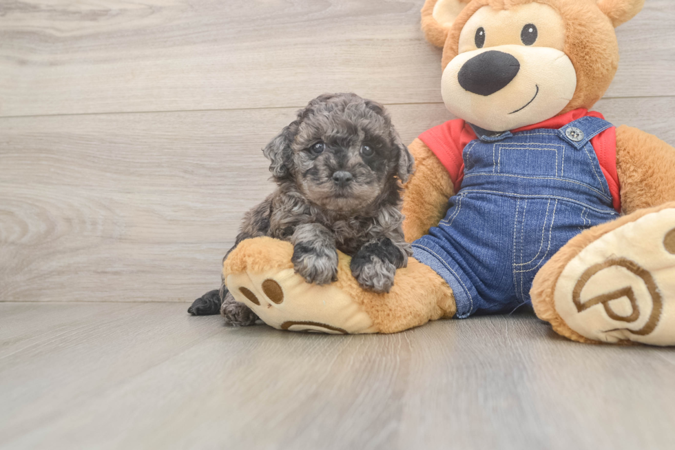 Small Poodle Purebred Pup