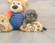 7 week old Poodle Puppy For Sale - Simply Southern Pups