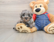 7 week old Poodle Puppy For Sale - Simply Southern Pups