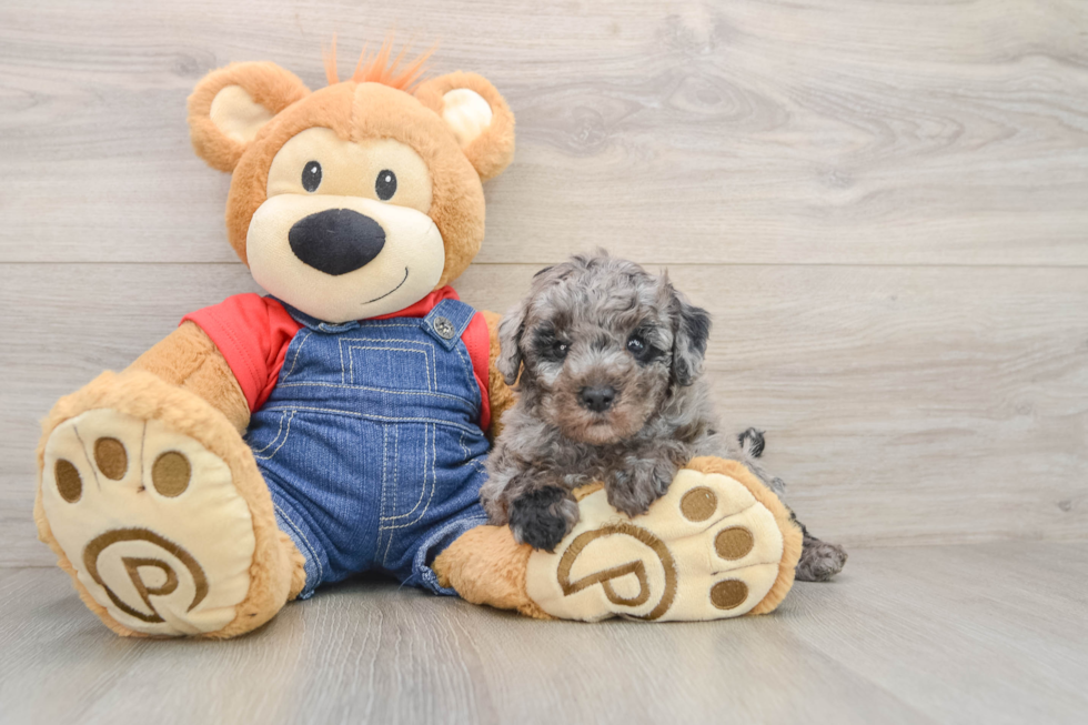 Poodle Puppy for Adoption