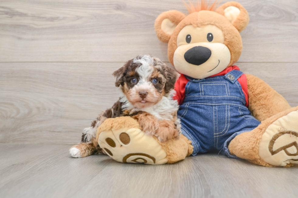 Poodle Pup Being Cute