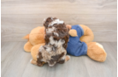 Best Poodle Baby