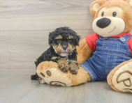8 week old Poodle Puppy For Sale - Simply Southern Pups