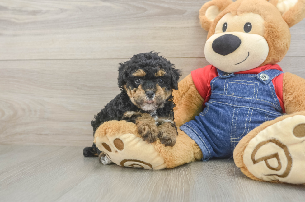 7 week old Poodle Puppy For Sale - Simply Southern Pups