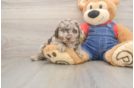 Cute Caniche Purebred Puppy