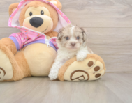 7 week old Poodle Puppy For Sale - Simply Southern Pups