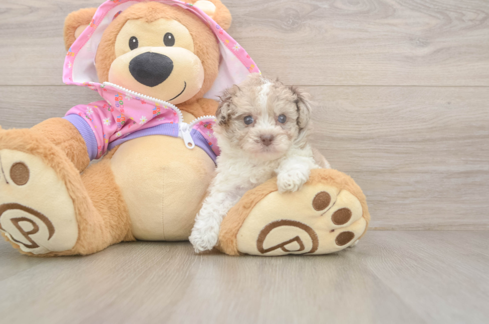 5 week old Poodle Puppy For Sale - Simply Southern Pups