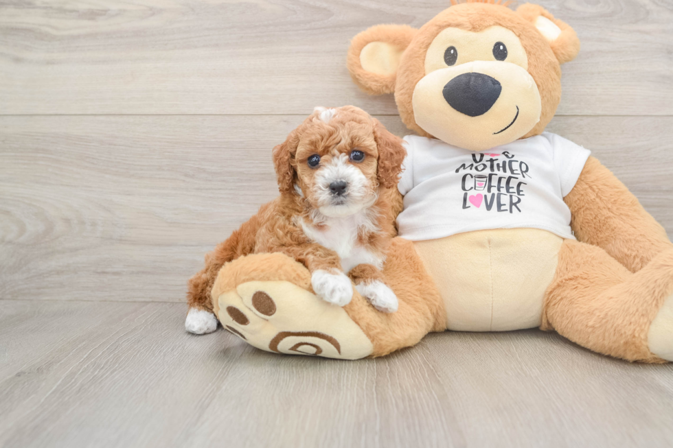 Best Poodle Baby