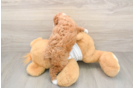 Poodle Puppy for Adoption