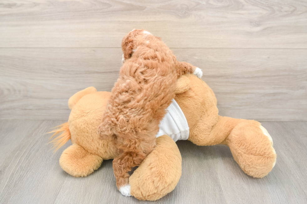 Poodle Puppy for Adoption