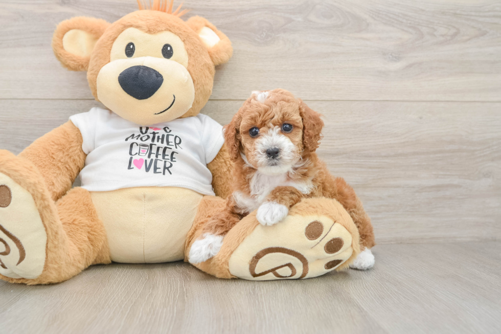 Poodle Puppy for Adoption
