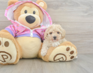 10 week old Poodle Puppy For Sale - Simply Southern Pups