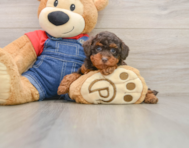 6 week old Poodle Puppy For Sale - Simply Southern Pups