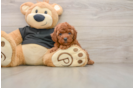 Fluffy Pudle Purebred Puppy