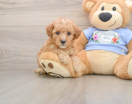8 week old Poodle Puppy For Sale - Simply Southern Pups