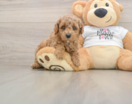 7 week old Poodle Puppy For Sale - Simply Southern Pups