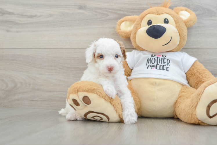 Playful Poodle Baby
