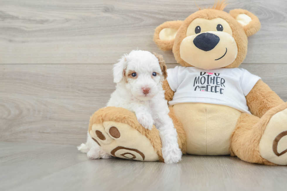 Playful Poodle Baby
