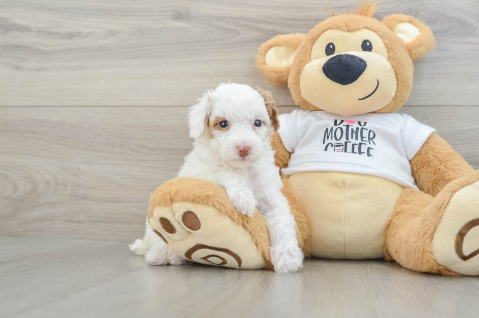 6 week old Poodle Puppy For Sale - Simply Southern Pups