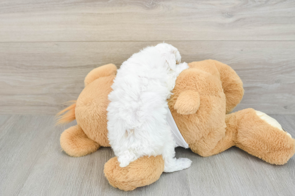 Energetic Pooodle Purebred Puppy