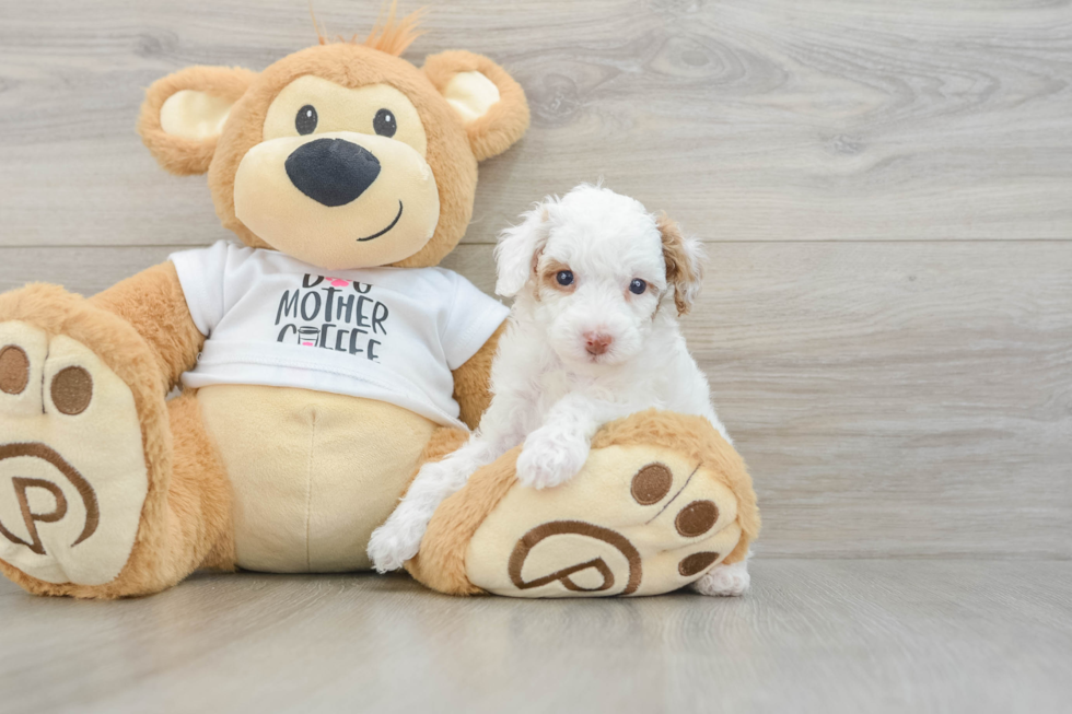 Poodle Puppy for Adoption