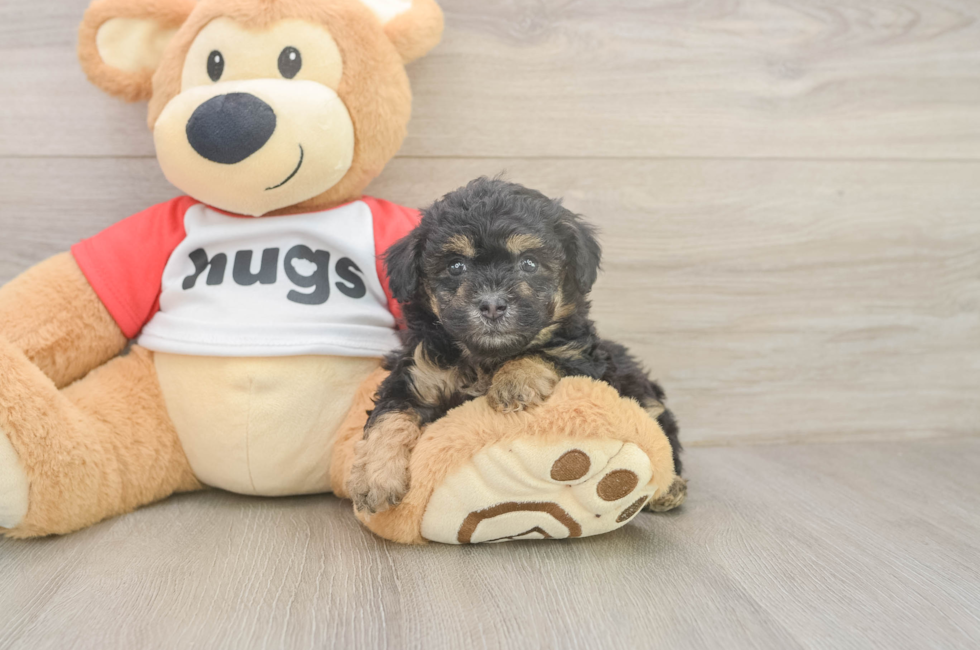 5 week old Poodle Puppy For Sale - Simply Southern Pups