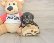 7 week old Poodle Puppy For Sale - Simply Southern Pups 7 week old Poodle Puppy For Sale - Simply Southern Pups