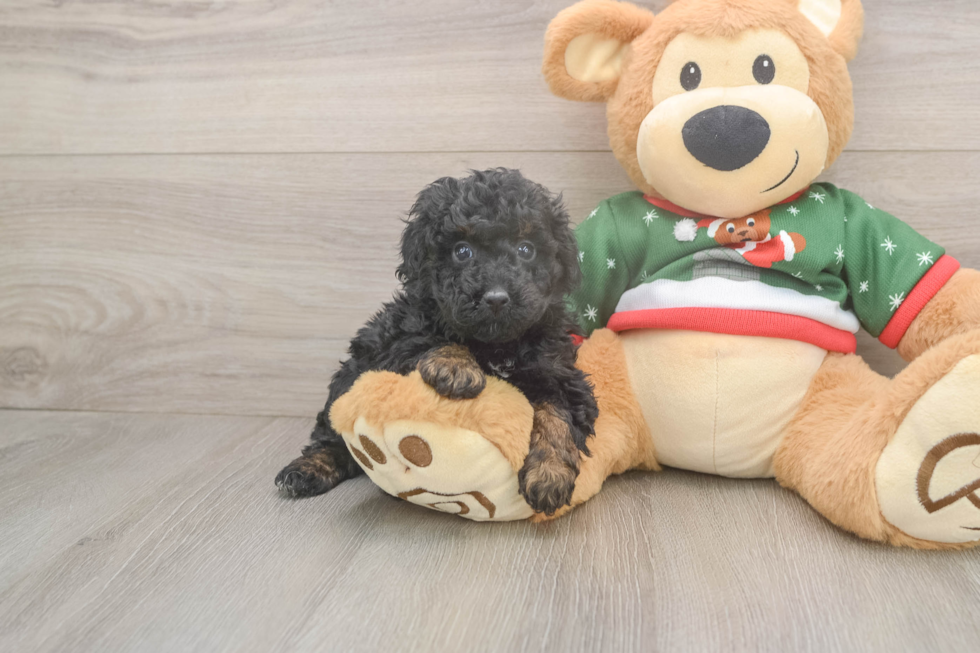 Friendly Poodle Baby