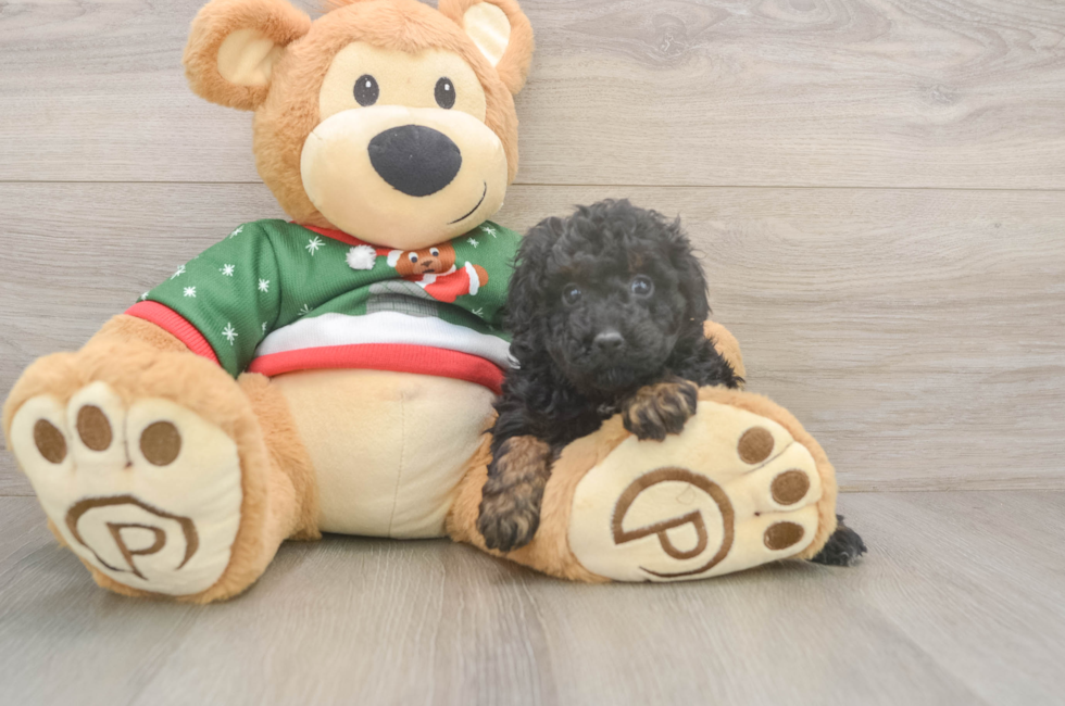5 week old Poodle Puppy For Sale - Simply Southern Pups