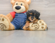 7 week old Poodle Puppy For Sale - Simply Southern Pups