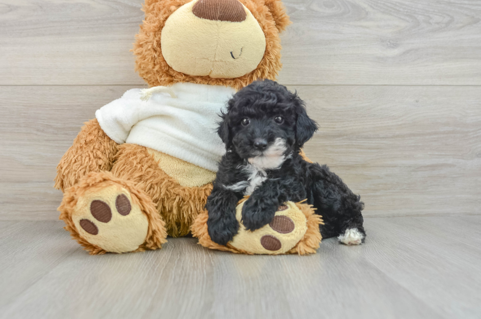 7 week old Poodle Puppy For Sale - Simply Southern Pups