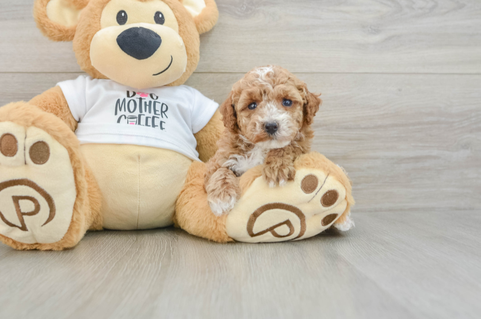 6 week old Poodle Puppy For Sale - Simply Southern Pups