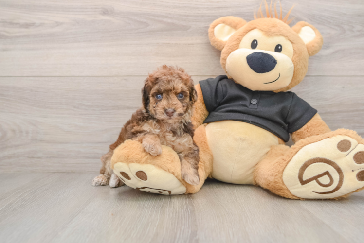 Poodle Puppy for Adoption