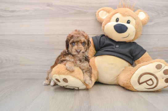 Poodle Puppy for Adoption