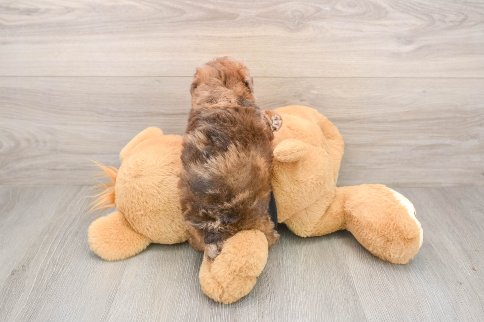 Poodle Pup Being Cute