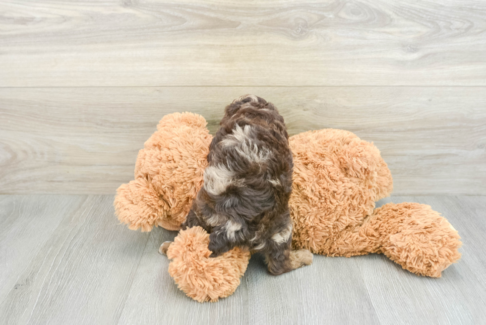 Popular Poodle Baby