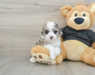 7 week old Poodle Puppy For Sale - Simply Southern Pups