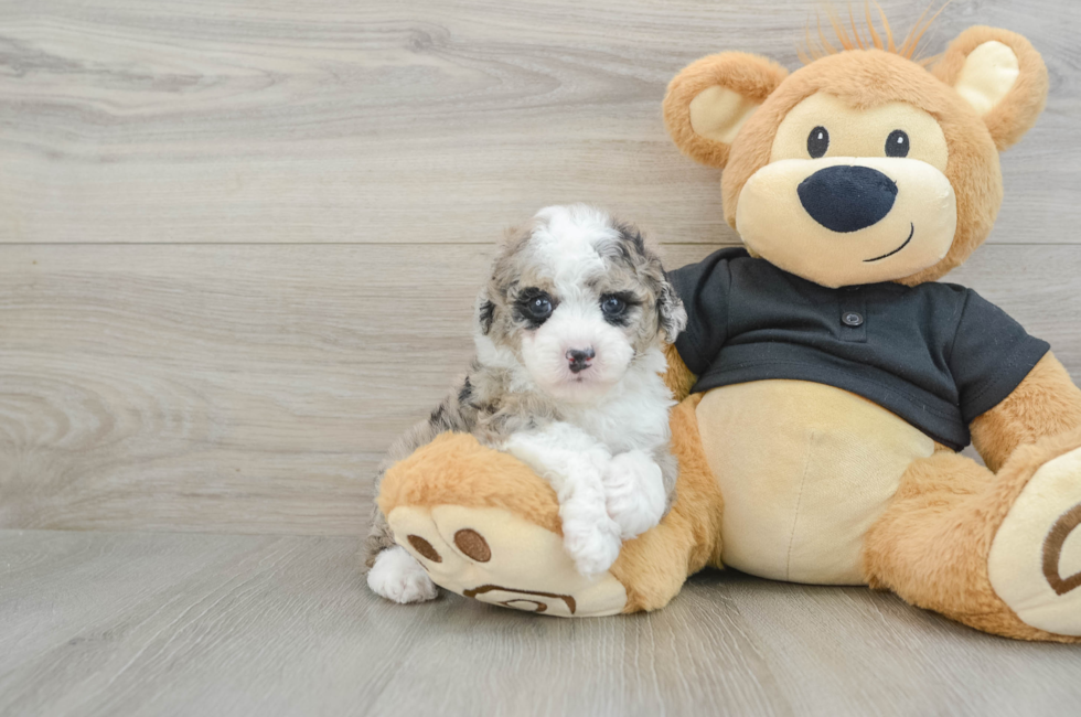 5 week old Poodle Puppy For Sale - Simply Southern Pups